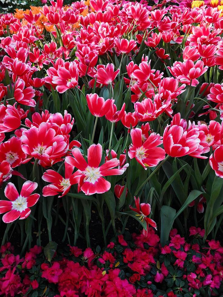Pink and White Shaded Tulips photo