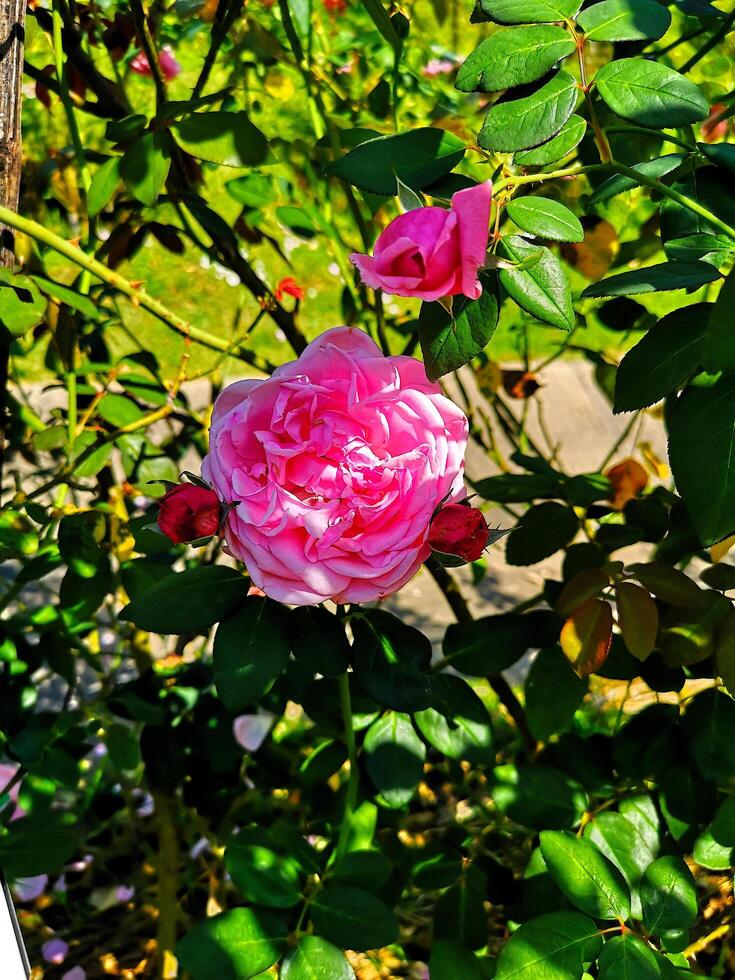 Single Pink Rose, Royal Gardens, Chiang Mai, Thailand photo