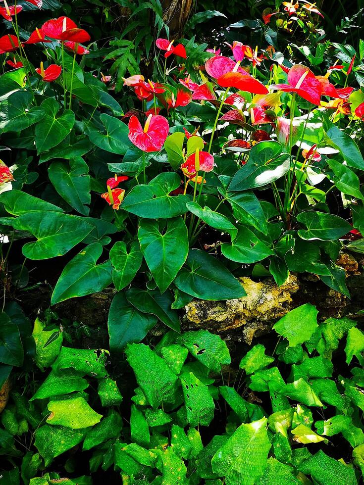 Flamingo Lilly in the Wild, Thailand, Rainforest photo