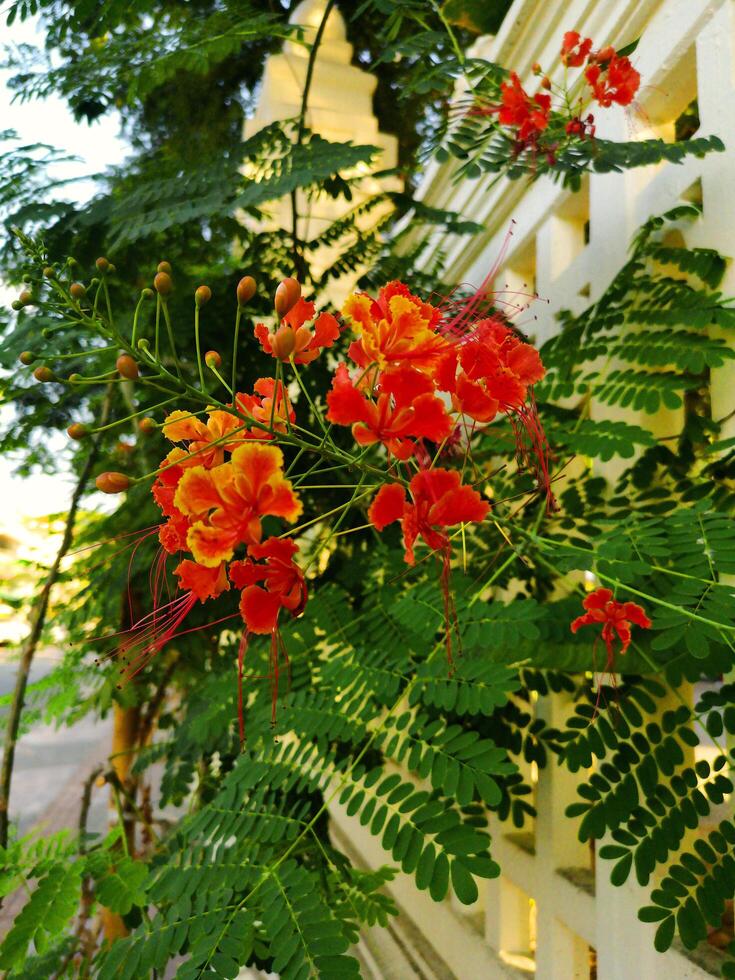 Peacock Flower in full bloom in the city photo