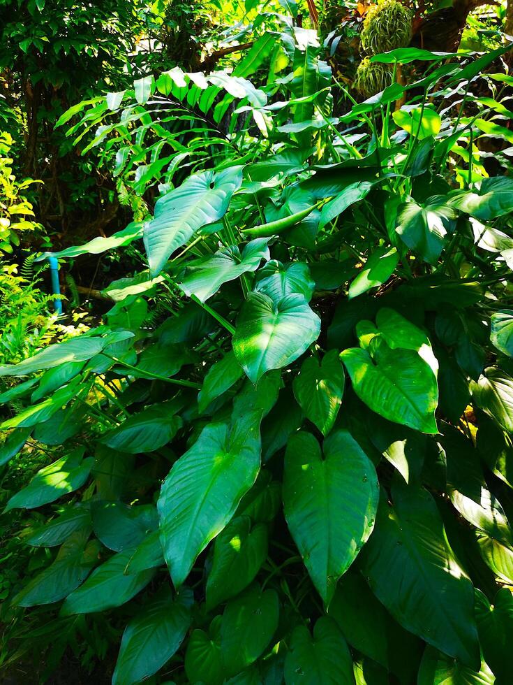 Green Leaves in Dappled Shade photo