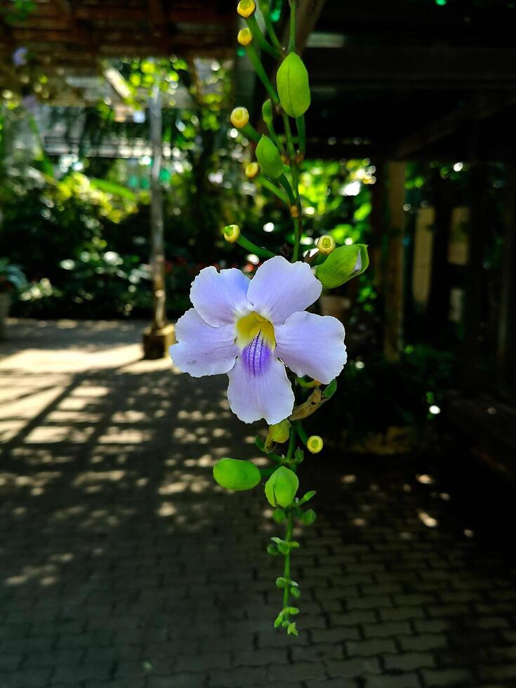 Bengal Clockvine, Hanging Flower of Royal Park Rajapruek, Chiang Mai, Thailand photo