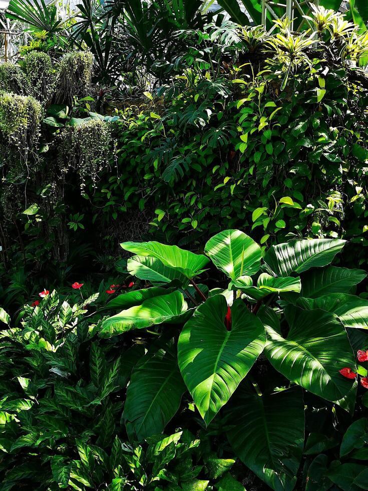 Philodendron in the Shadows photo