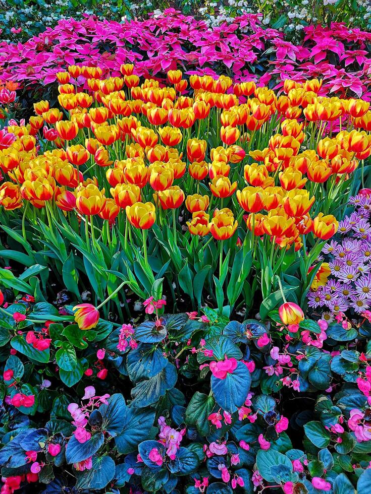 A Trio of Vibrant Flowers photo