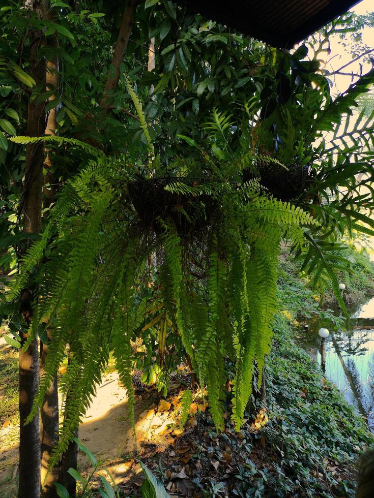 Hanging Fern of Chiang Mai, Thailand photo