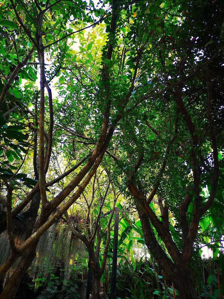 Glade of Trees in the shade, Chiang Mai, Thailand photo