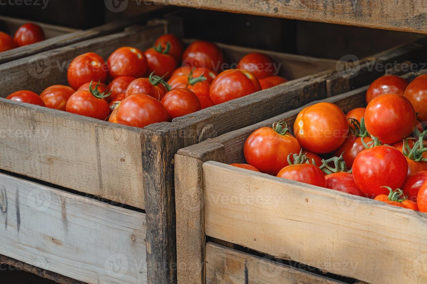 Freshly harvested red tomatoes arranged in rustic wooden crates at a local farmer's market in autumn photo