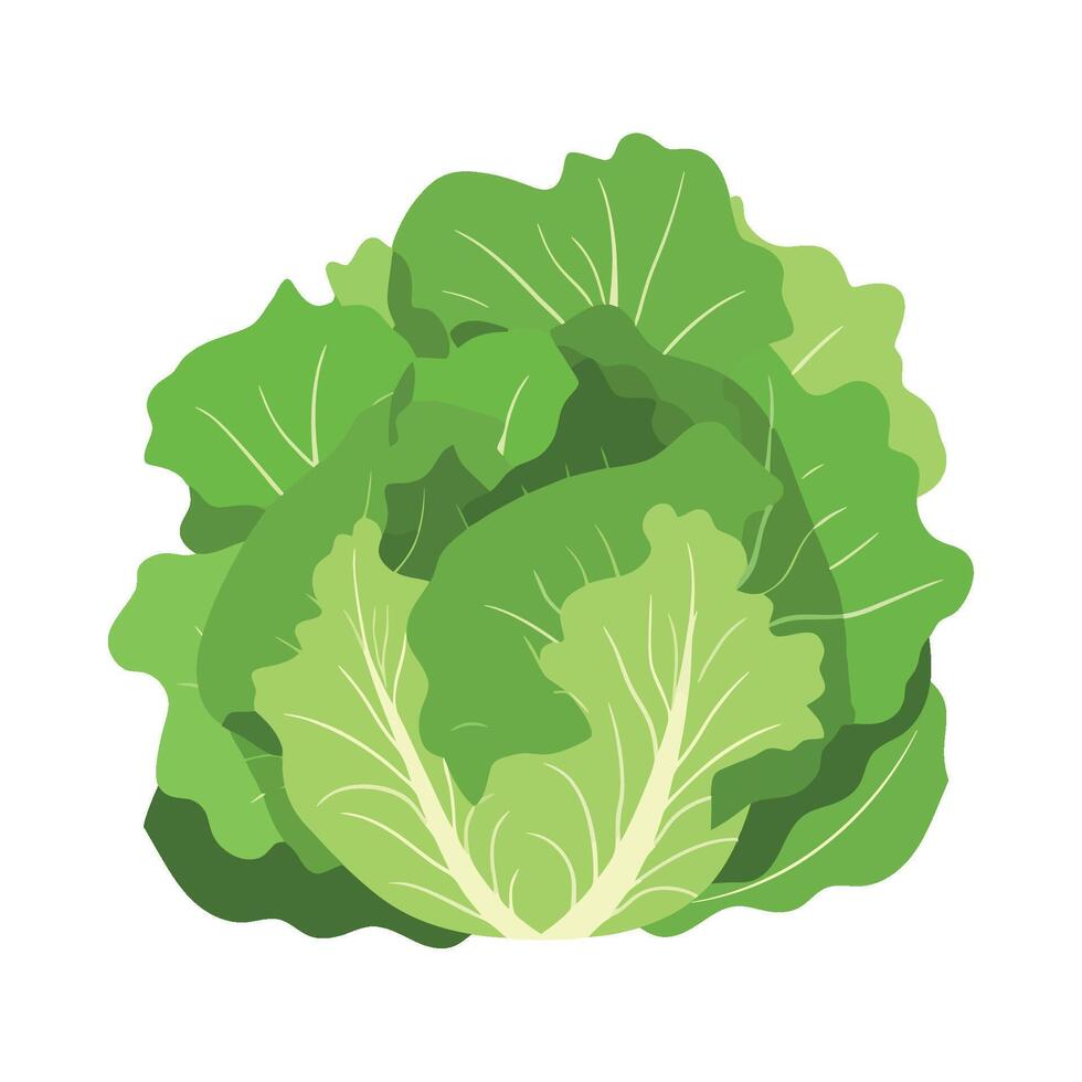 Lettuce leaf, green vegetable, illustration vector