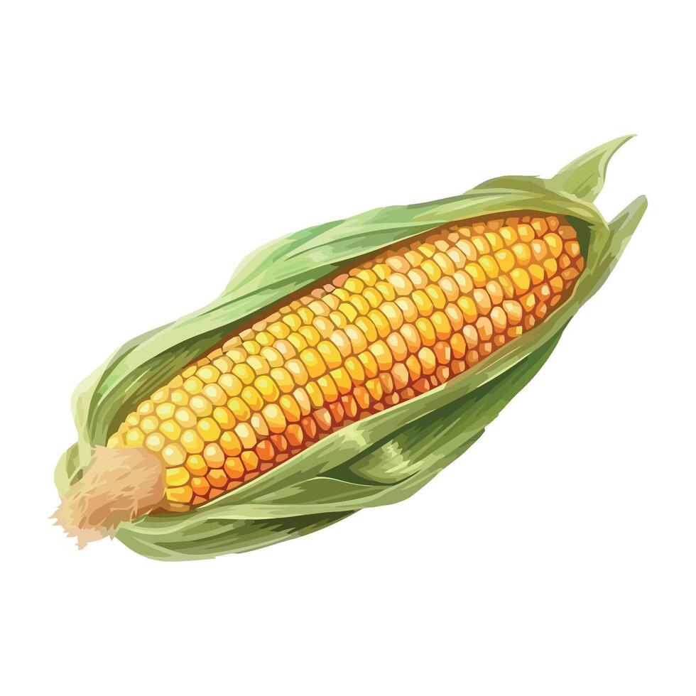 Corn on the cob illustration vector