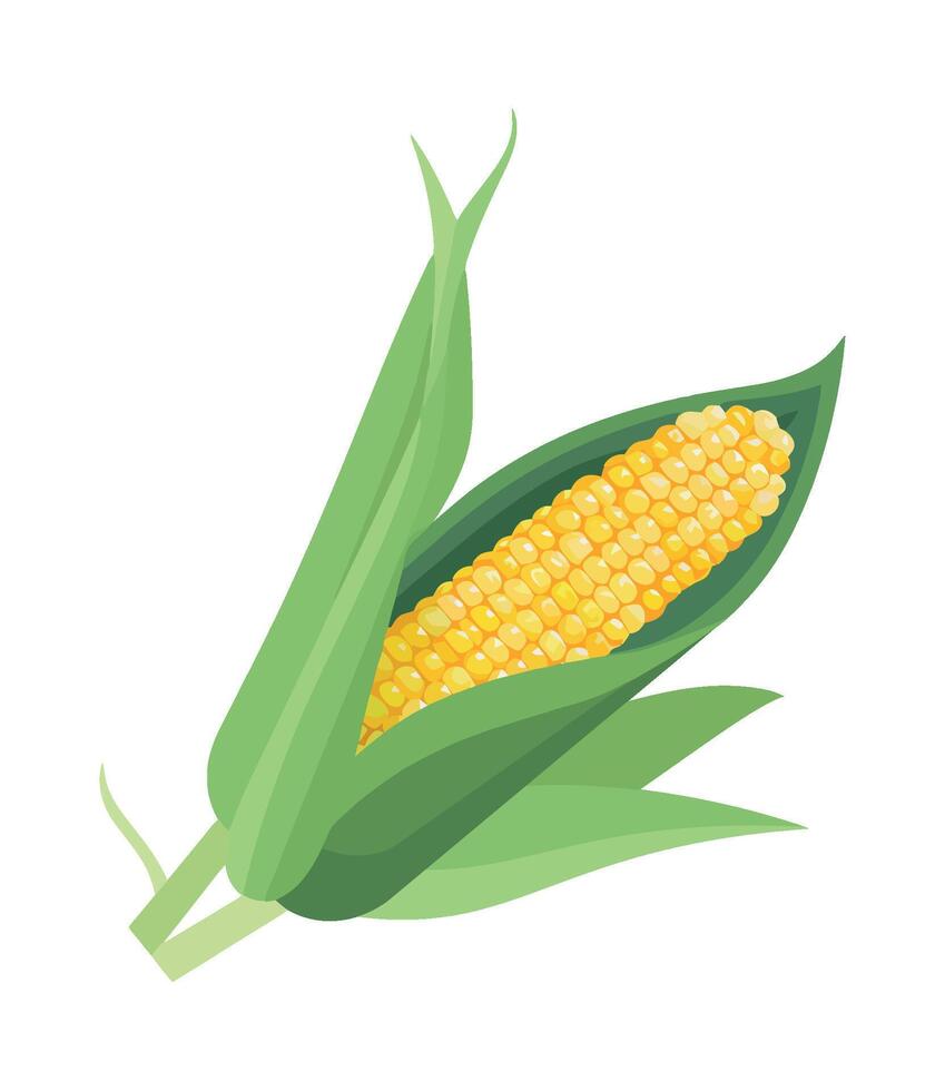 Corn on the cob illustration vector