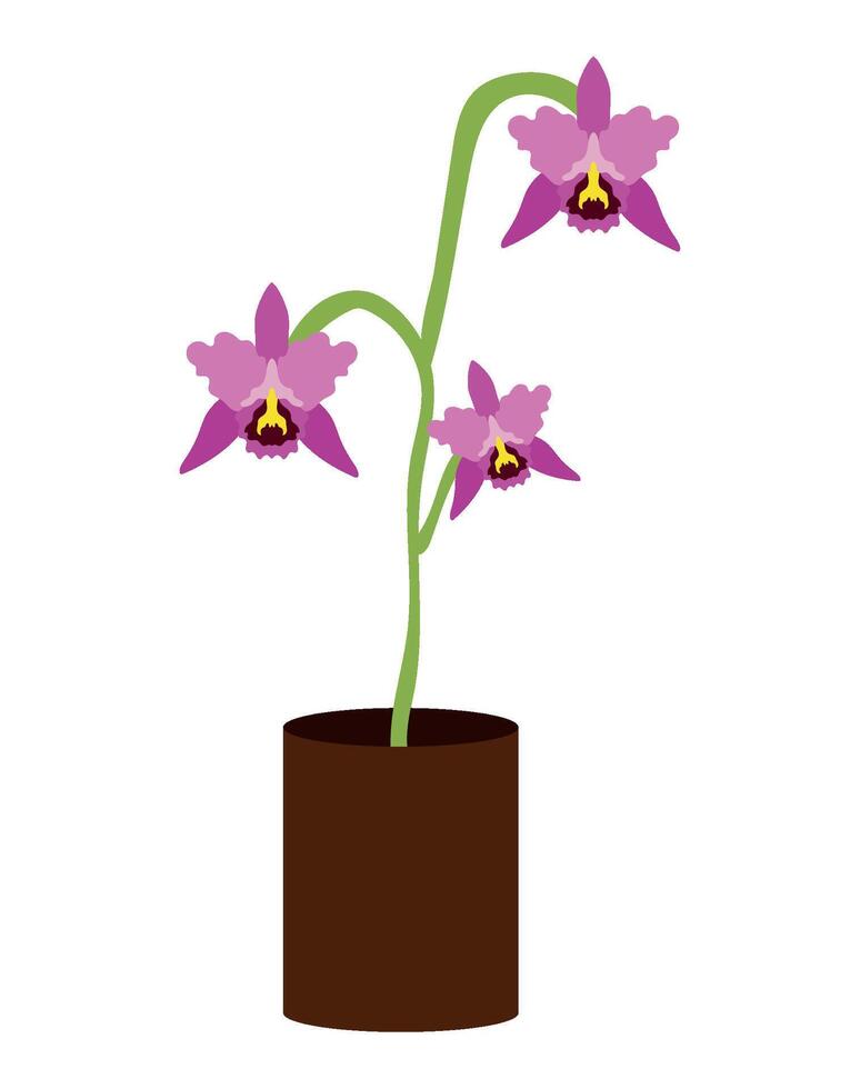 A purple orchid plant in a pot on a white background vector