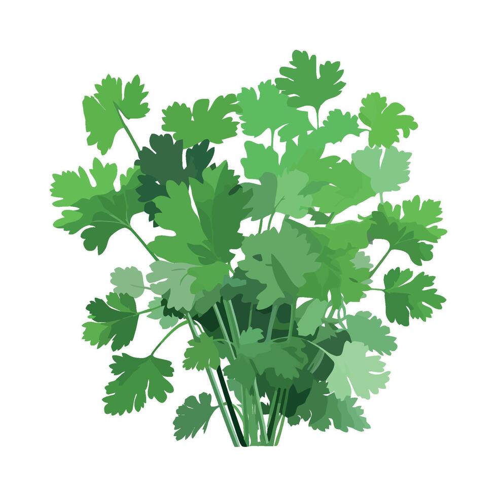 Bunch of fresh green herbs on white background vector