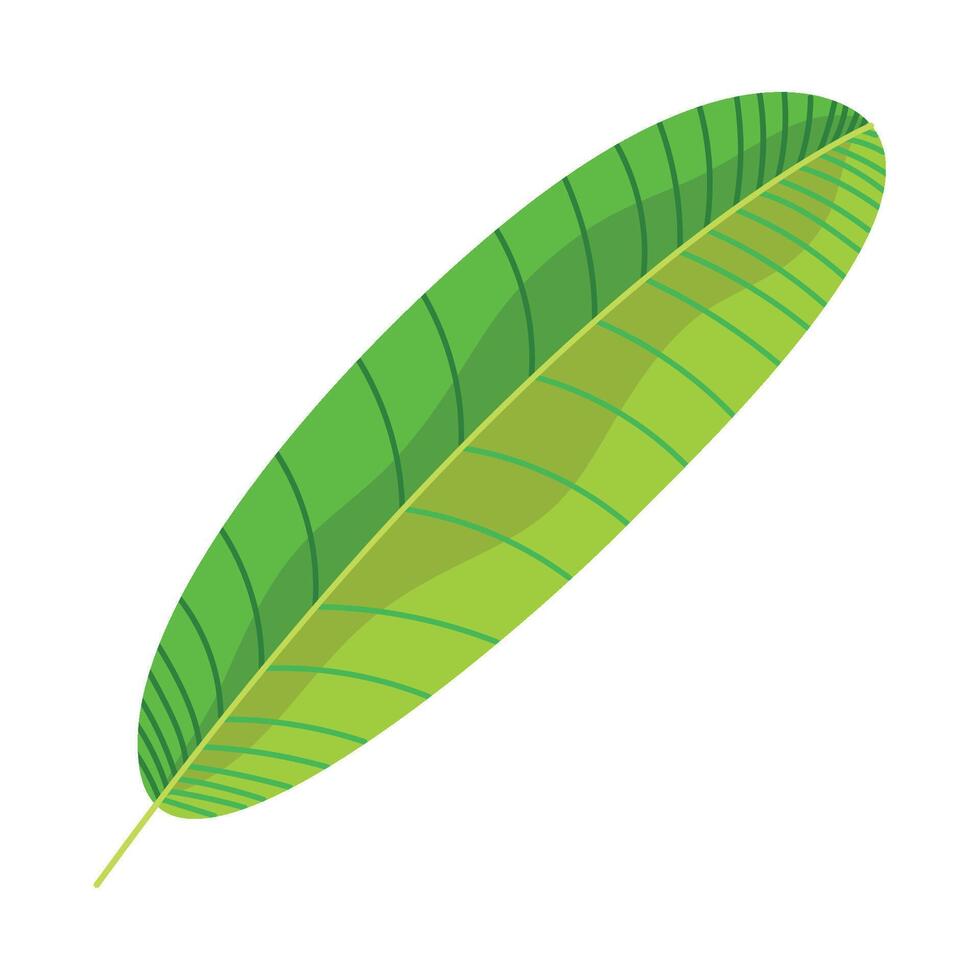A green leaf on a white background vector