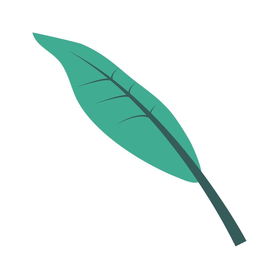 A green leaf on a white background vector