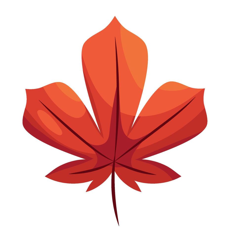 A red maple leaf on a white background vector