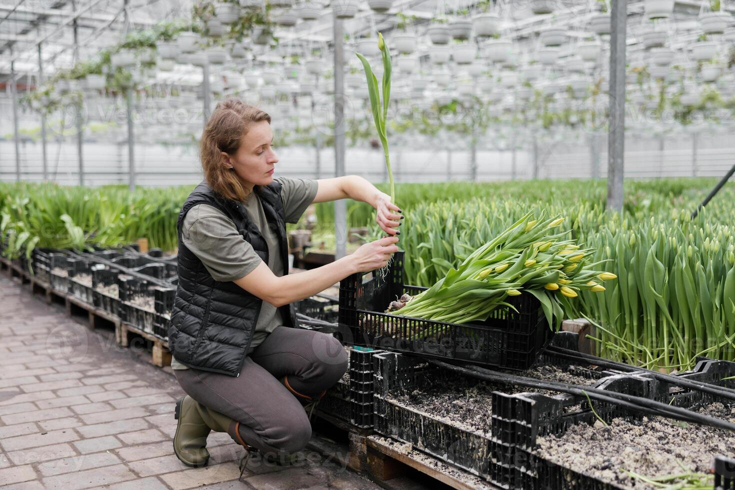 Woman planting flower bulbs in soil for growing in a greenhouse photo