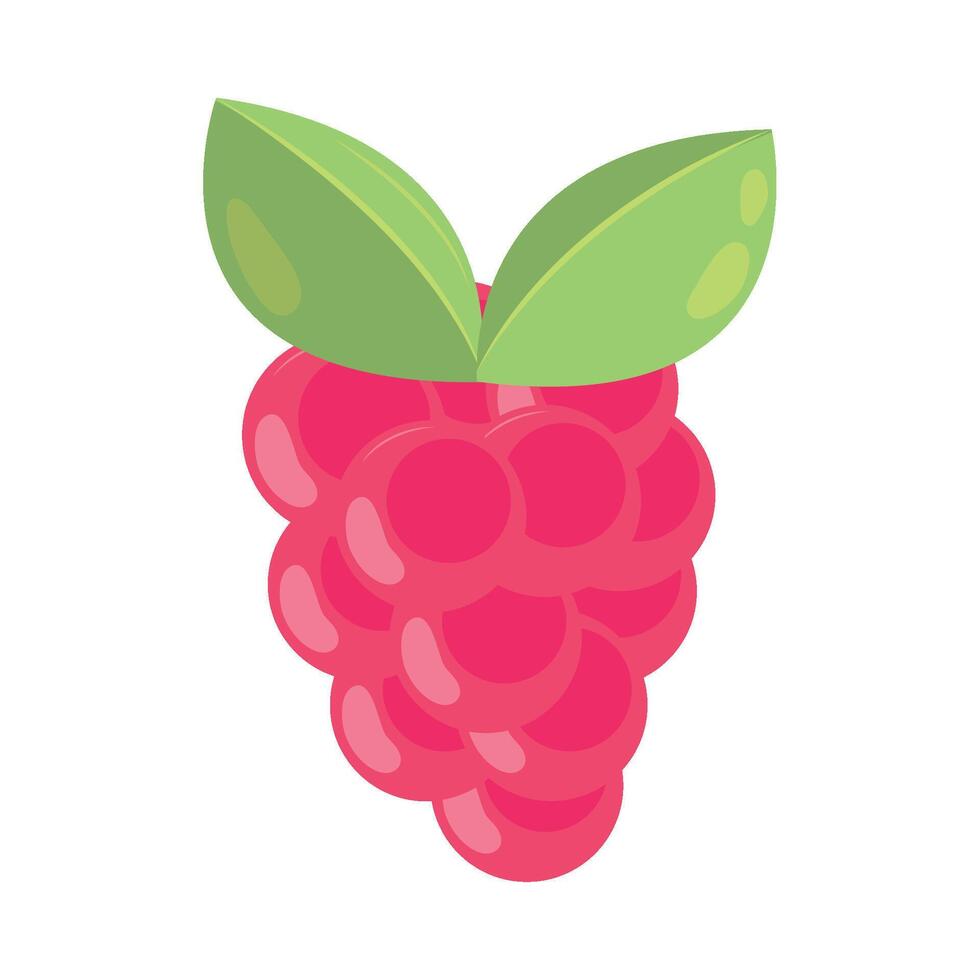 A raspberry is shown on a white background vector