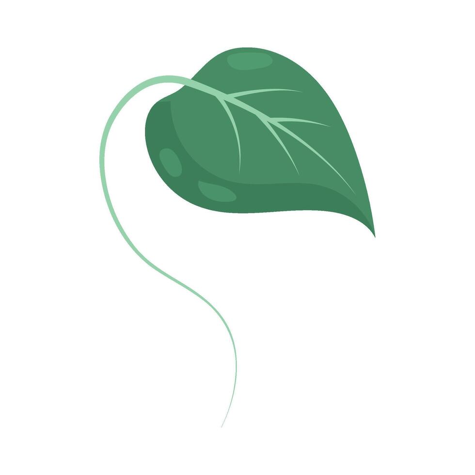 A green leaf on a white background vector
