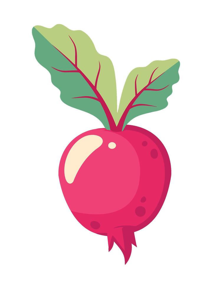 A beet with leaves on it is shown vector