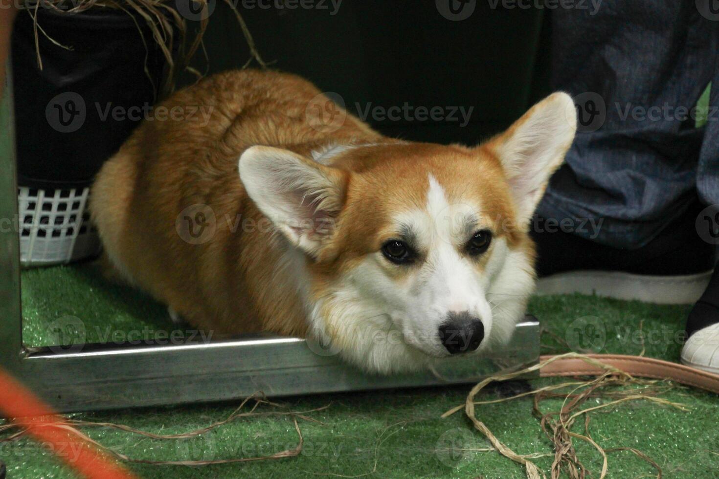 close up fluffy fatty fur white brown corgi face with dog leash in dog stroller photo