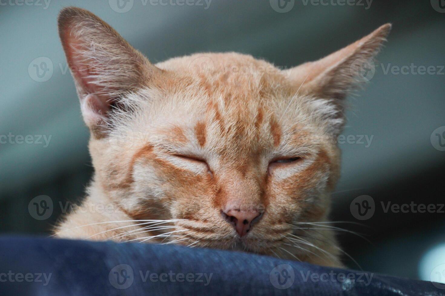 close up portrait of orange ginger homeless street Stray cat watching in shadow photo