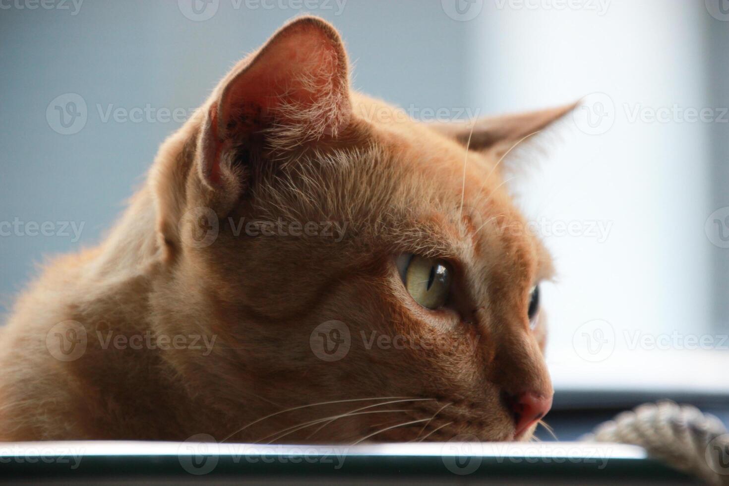 close up portrait of orange ginger homeless street Stray cat watching in shadow photo