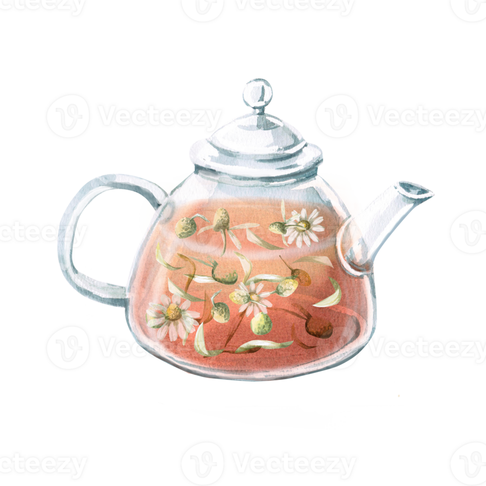 Transparent teapot with chamomile tea inside in watercolor. Isolated illustration in realistic style for design of restaurant menu, cafe, tea shop, cookbook. Tea ceremony png