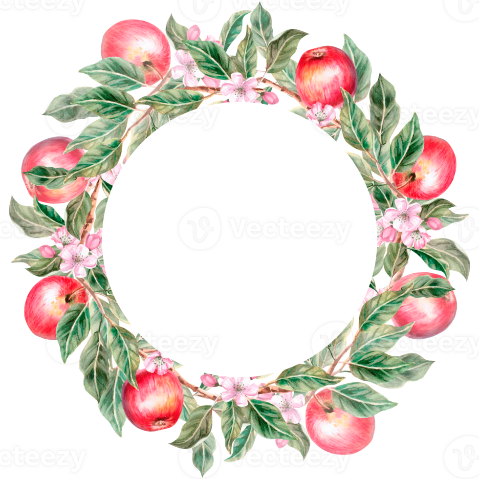 Wreath of ripe red apples. Isolated watercolor illustration for farm fruit design, agricultural fairs, organic product packaging. Harvesting in orchard png