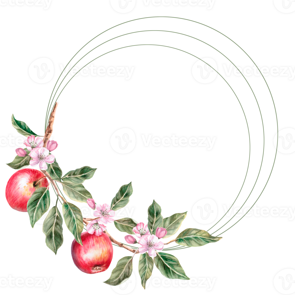 Round frame with apple tree branch and ripe apples on it. Isolated apple illustration for farm organic products design, juice packaging and posters. Fruit harvest png