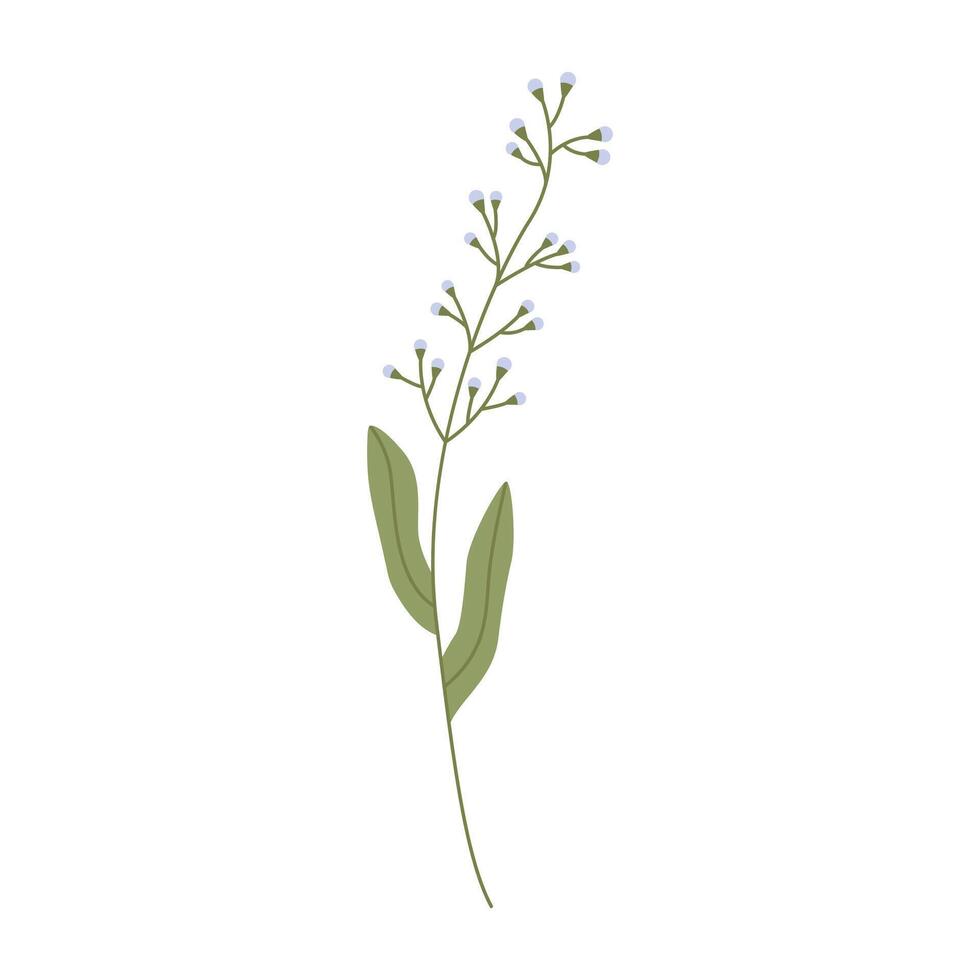 Gentle wild flower. Wild field floral plant. Flat illustration isolated on white background vector