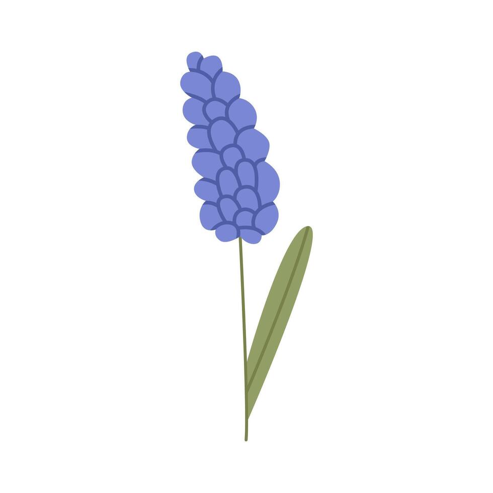 Gentle wild flower. Wild field floral plant. Flat illustration isolated on white background vector