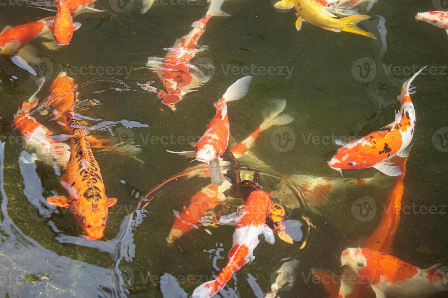 Colorful koi fish in the lake with reflections of tree shadows. Group of various colourful large koi carp, kohaku or Japanese Koi Kohaku Fish. swimming in fishing pond photo
