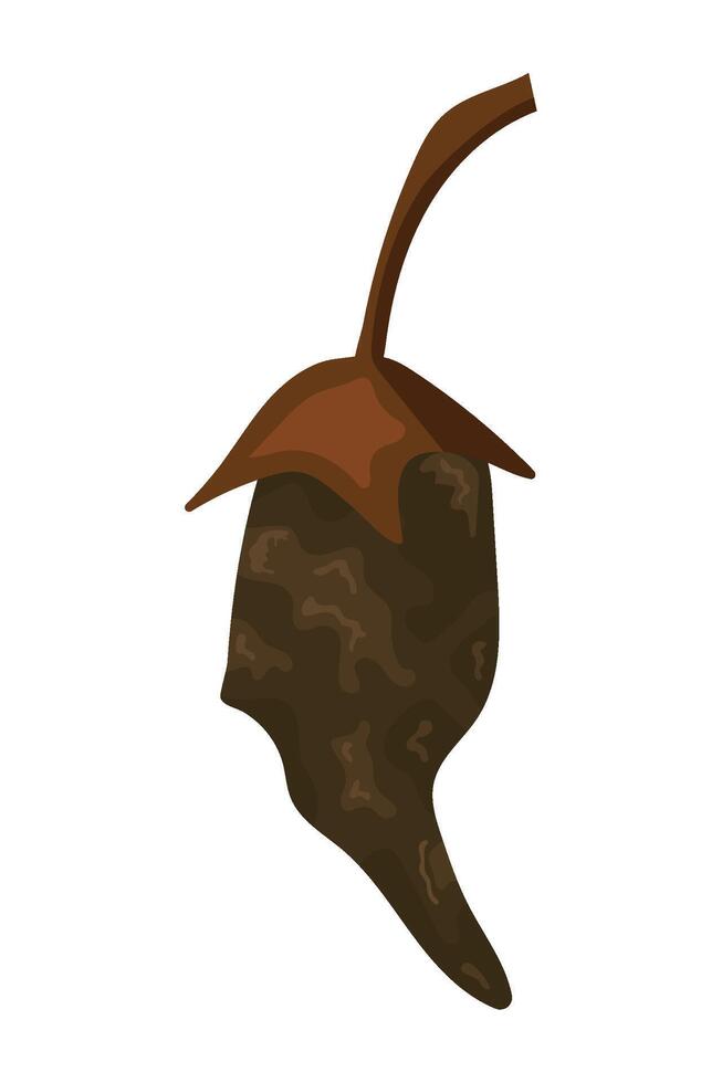 A brown acorn on a white background vector