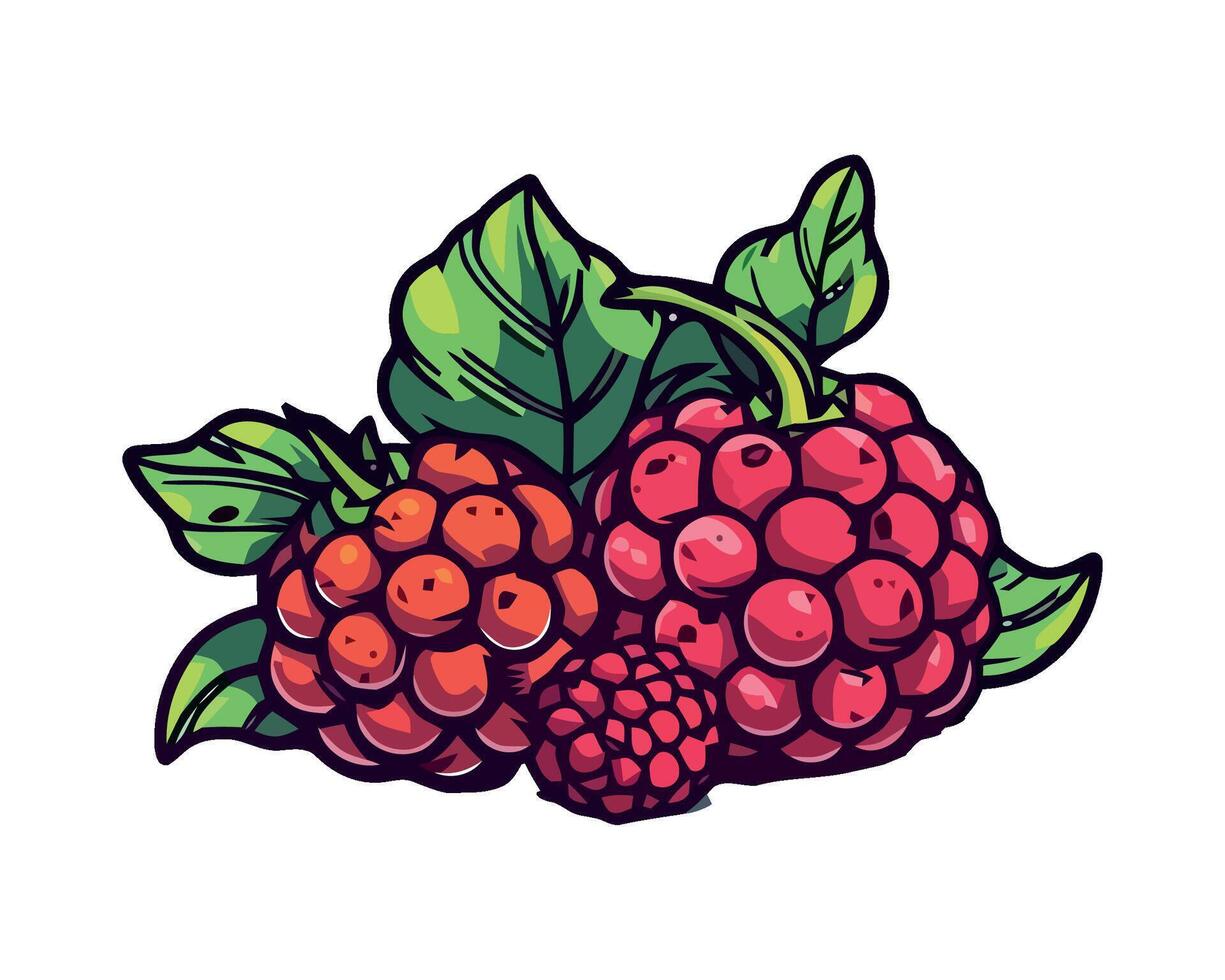 Raspberry fruit illustration vector