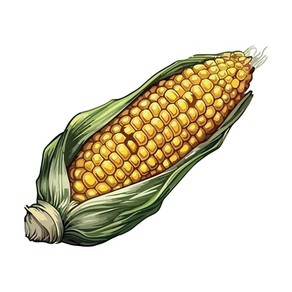 Corn on the cob illustration vector