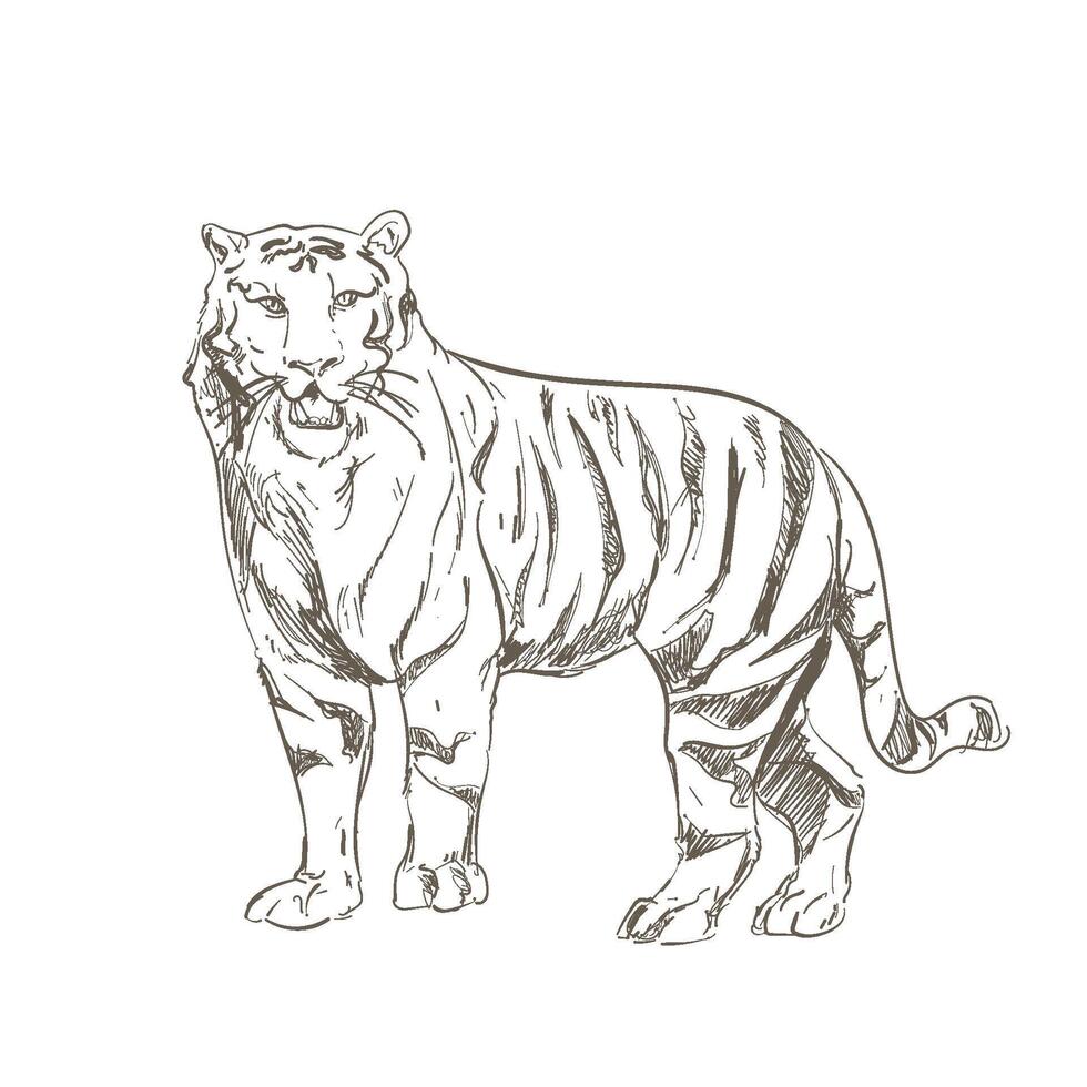 A drawing of a tiger standing on its hind legs vector