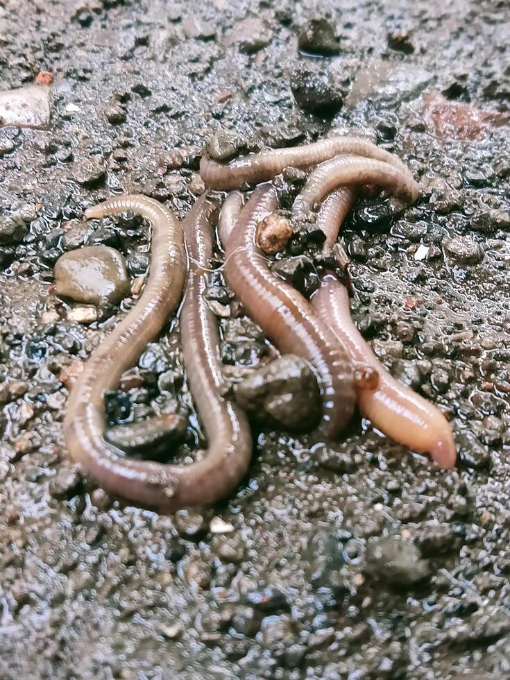 Earthworm in close up vertical view photo