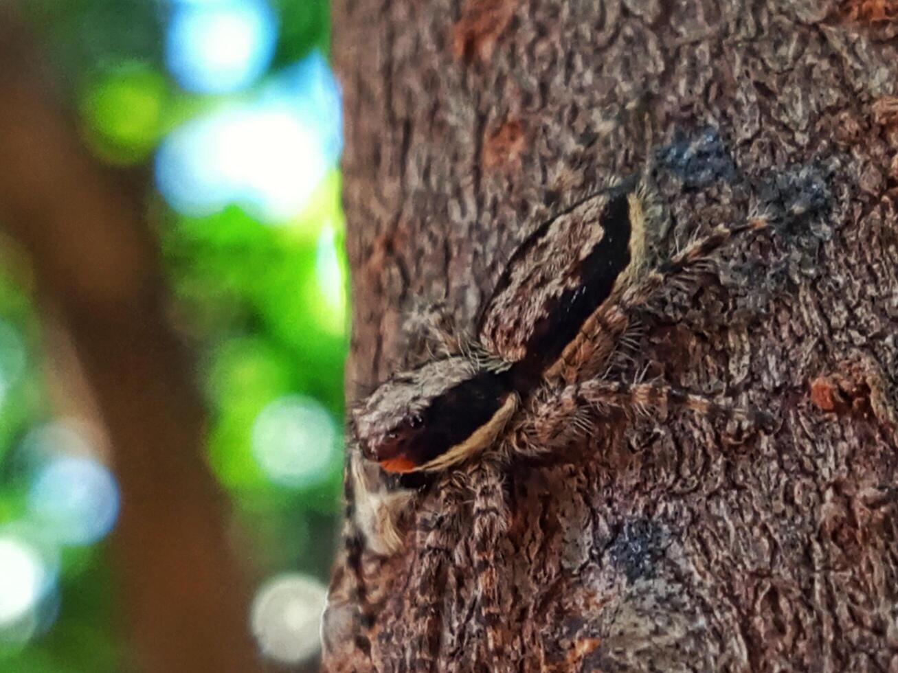Close up horizontal shot of a spider crawling on a tree photo