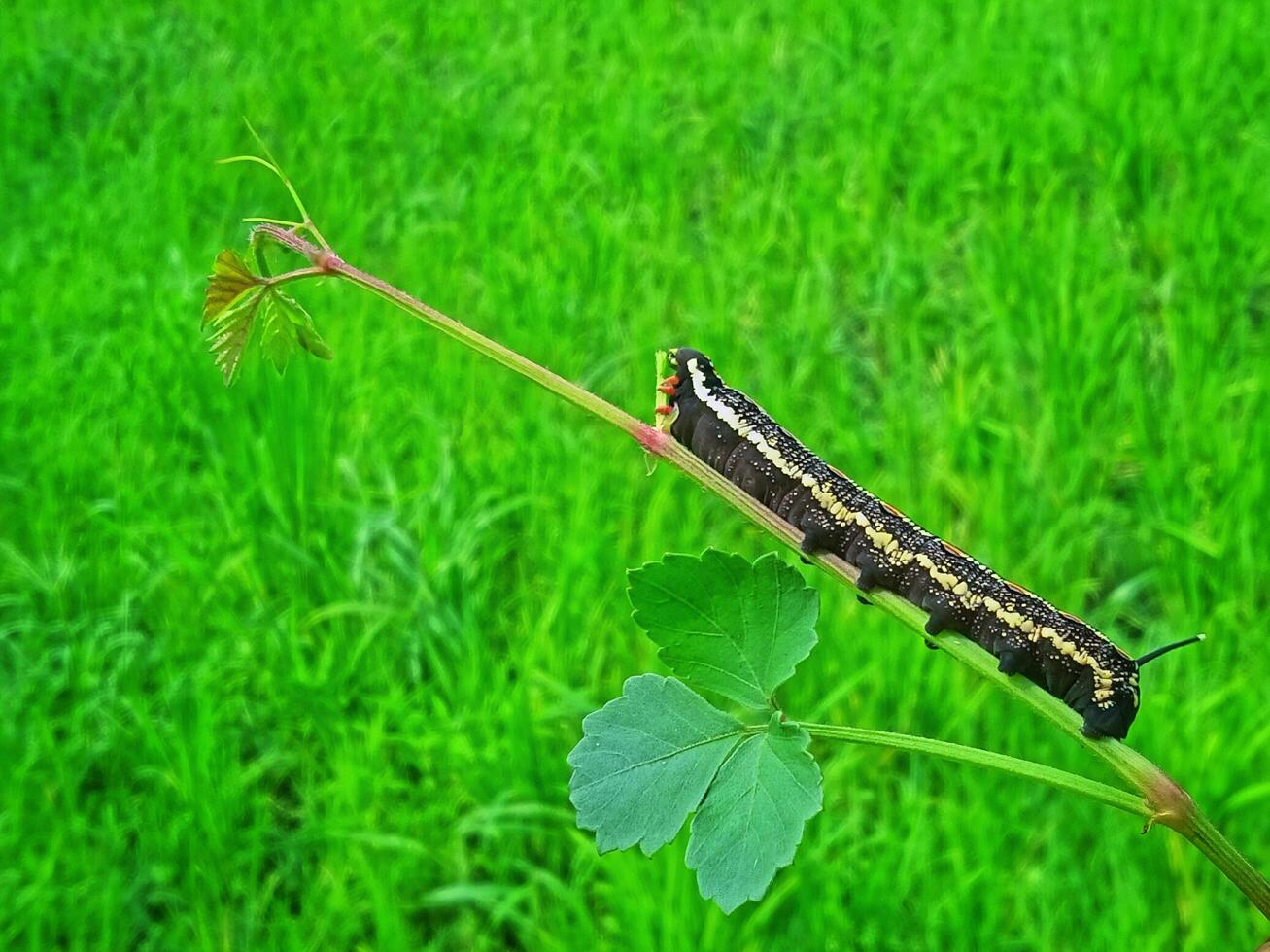 Caterpillar crawling on tree trunk, close up horizontal view photo
