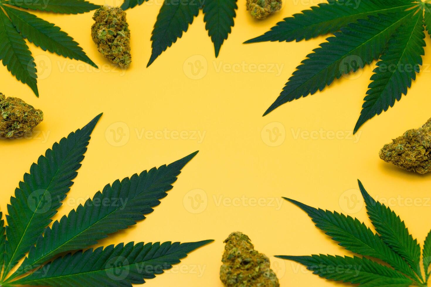 Green fresh cannabis leaves frame and dried flower buds on yellow isolated background with copy space. Marijuana leaf on orange background, Studio Shot, Top view. photo