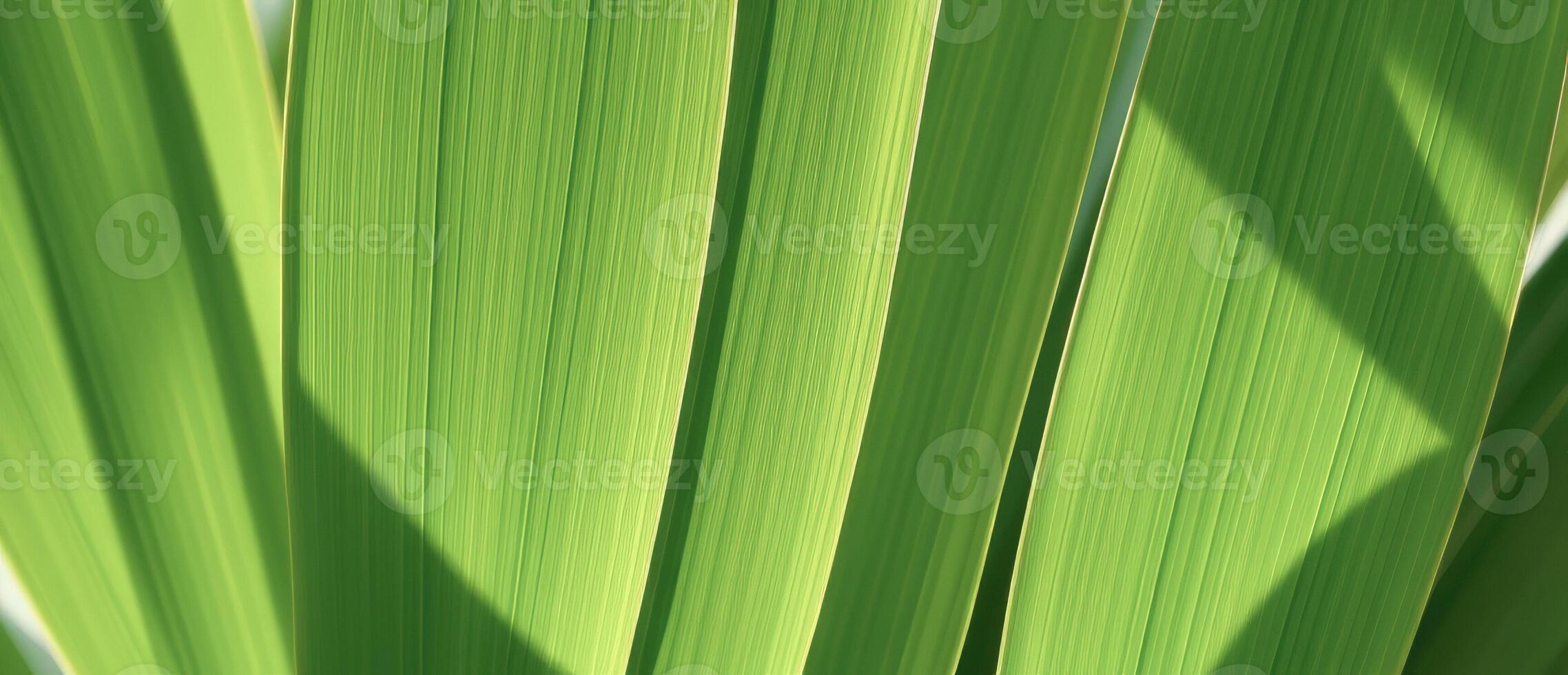 Lush Green Leaf Texture photo