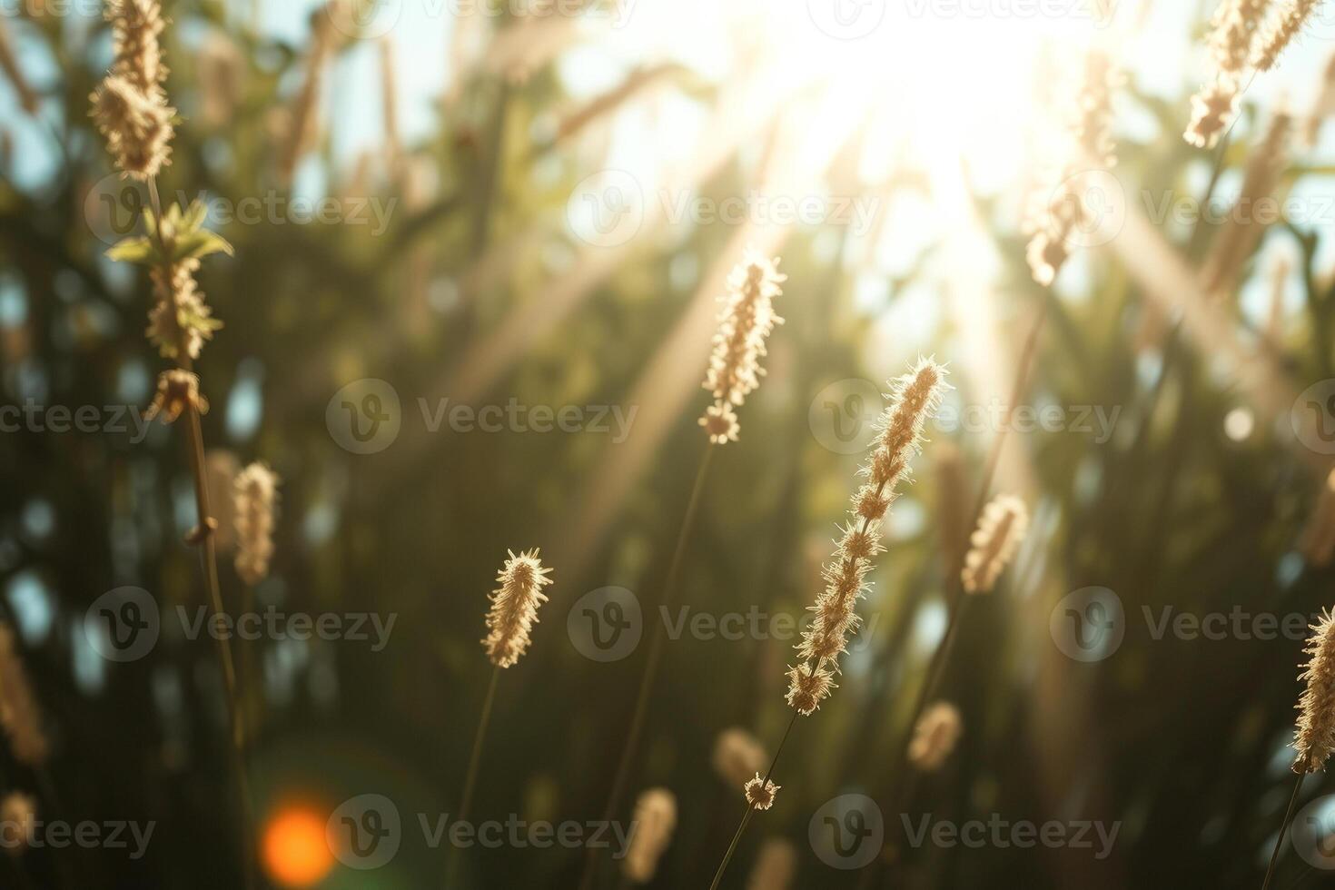 Sunbeams Through Grass photo