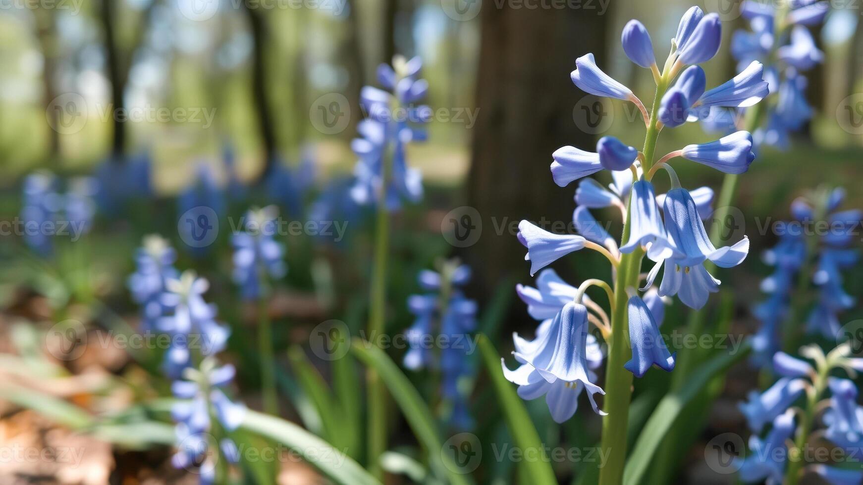 Bluebell Flowers in the Forest photo