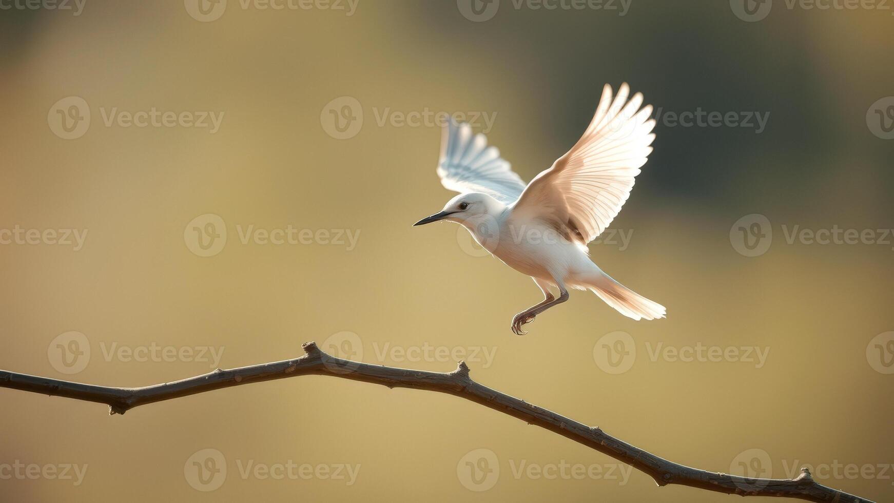 White Bird in Flight photo