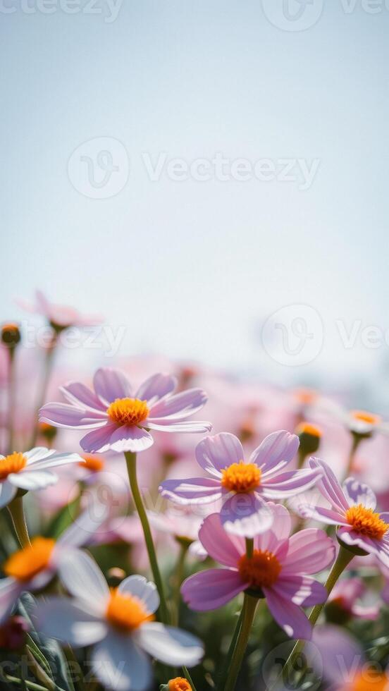 Closeup of Pink and Yellow Flowers photo
