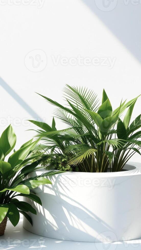 Lush Green Plants in White Pot with Shadow on White Background photo