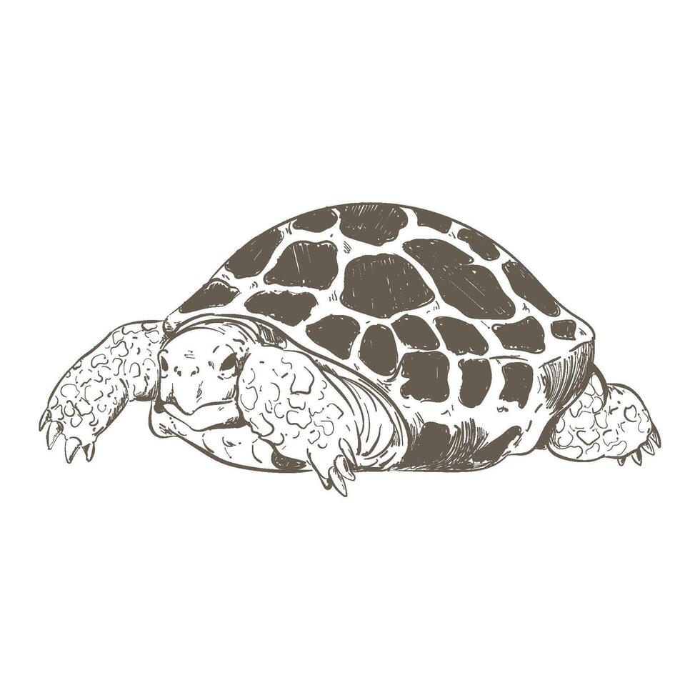 A drawing of a turtle on a white background vector