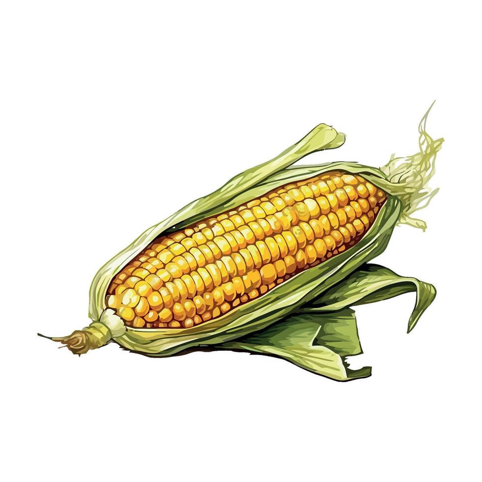 Corn on the cob vector