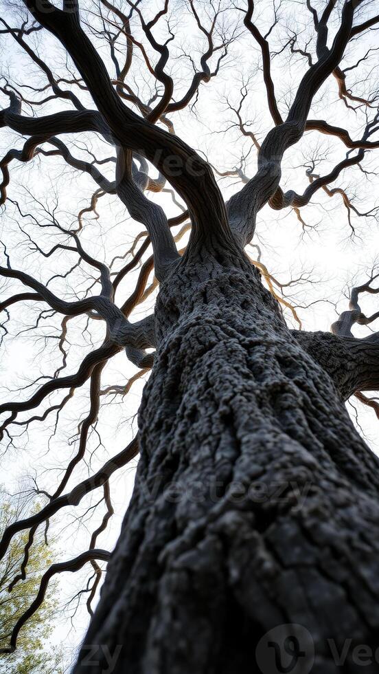 Looking Up At A Tree Trunk photo