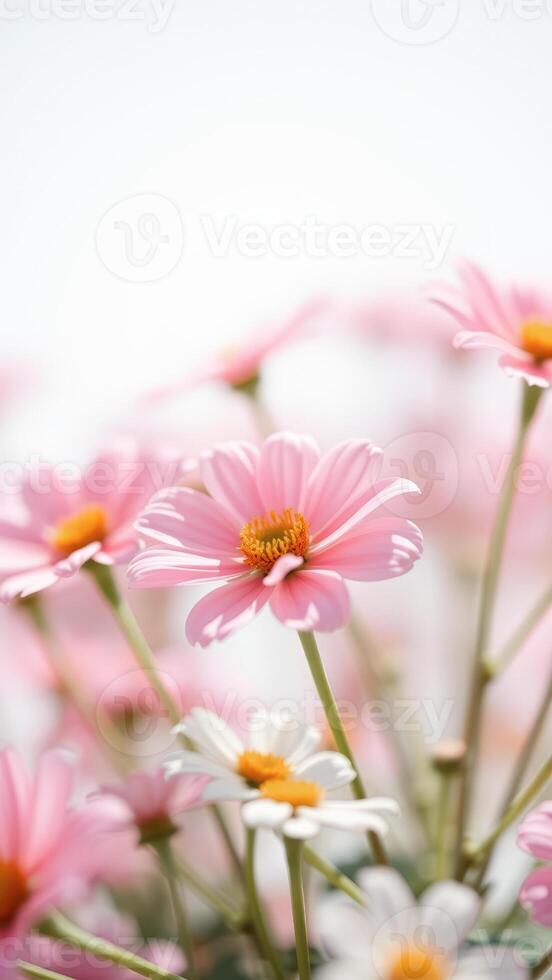 Close-Up of Pink Flower with Soft Background photo